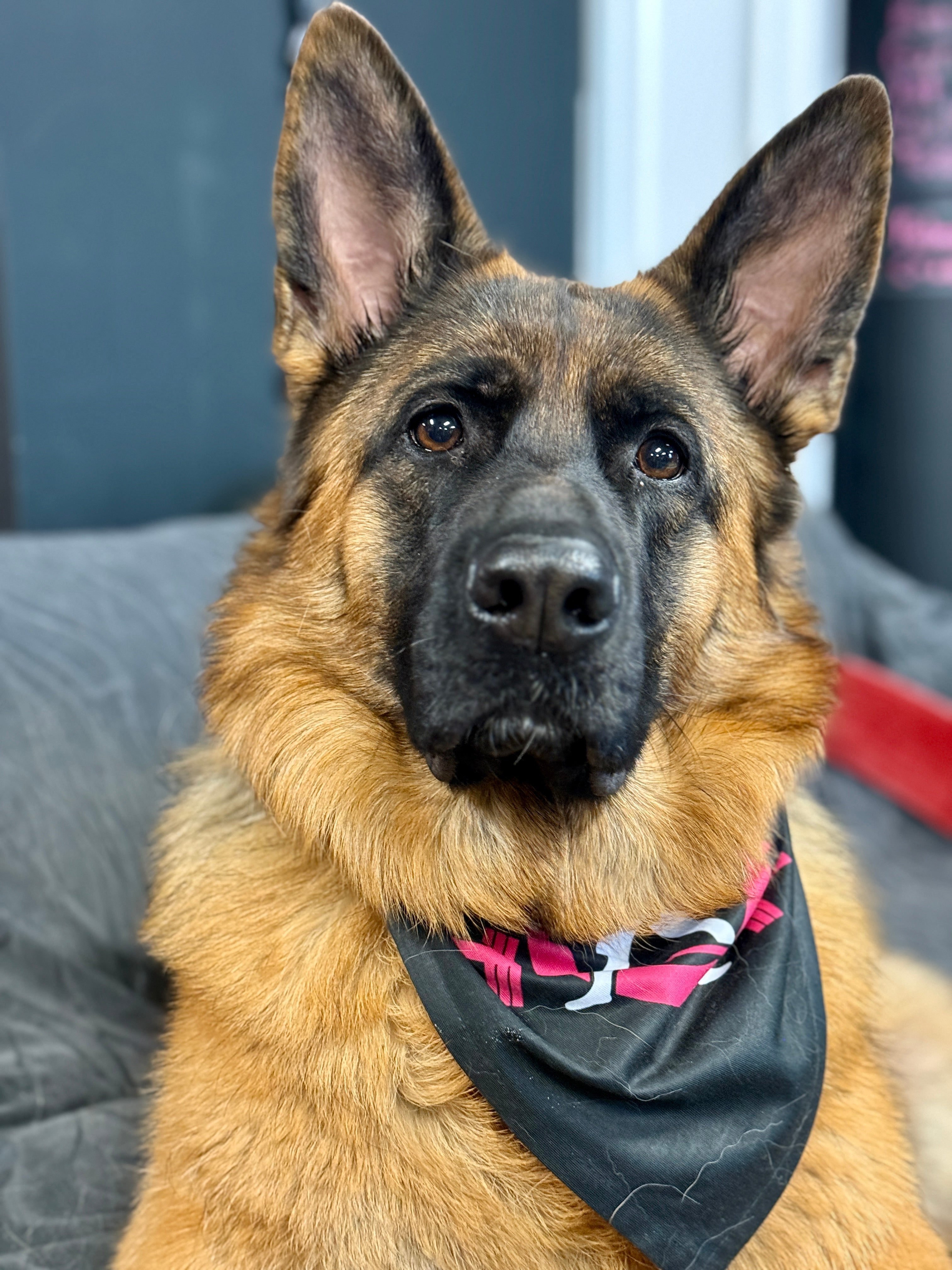 Pet Bandana - Black Classic Logo